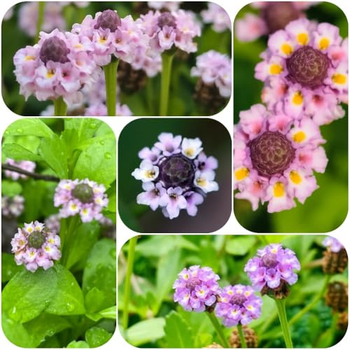 Semillas de Phyla nodiflora, semillas de silvestres la verbena alfombra, jardín resistentes al aire libre mezcla para juntas pavimento 150pcs