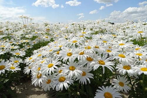 1000 Samen großblumige Margeriten absolut winterharte Staude Blumensamen Margeritensamen von der-kleine-gaertner