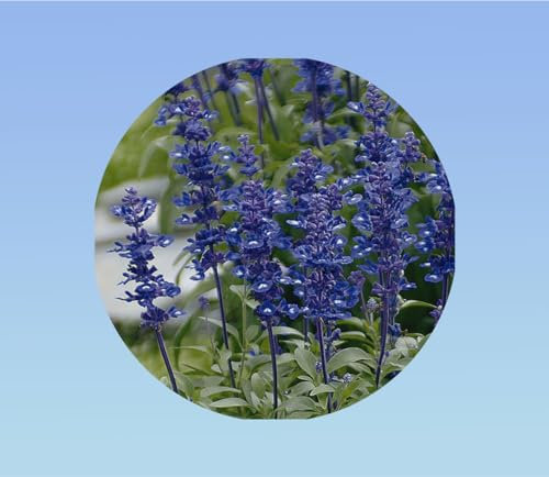 graines SAUGE FARINEUSE VICTORIA BLEU 0,1 gramme soit environ 100 graines - Salvia FARINACEA VICTORIA BLEU - plante vivace MASSIF BORDURE