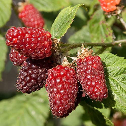 Tayberry (Rubus) - Premium Hybrid Berry with Large, Juicy, and Sweet Fruits, Perfect for Fresh Eating and Preserves, Ideal for Fruit Gardens and Containers, 3X 9cm Pots by Thompson & Morgan