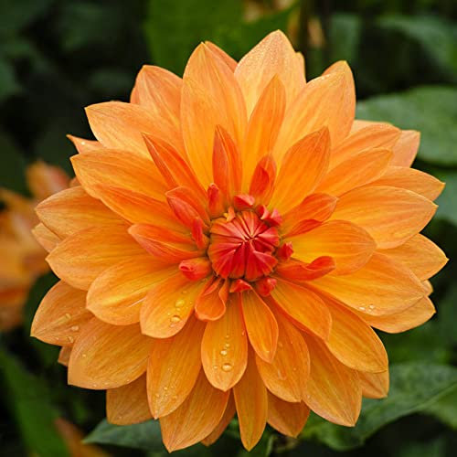 Dahlien Knollen Orange KräUtergarten Geschenk Gartengeschenke Indoor Garten Blumen Blumenzwiebeln MehrjäHrig Winterhart Zwiebeln Dahlia Dahlie Blumenzwiebel Pflanztopf Plant Bonsai 4Stück