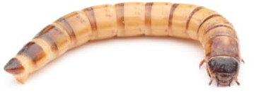 Zophobas lebend 50 g | Lebendfutter | Futterinsekten | Reptilienfutter | Igelfutter