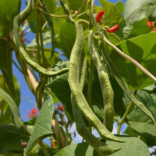 10 Pcs Feuerbohnen Samen Kaufen - Bohnen Samen Winterharte Kübelpflanzen, Kletterpflanzen Winterhart Feuerbohnen Saatgut Bio Bohnensamen, Nachhaltige Geschenke, Alte Gemüsesorten Samen