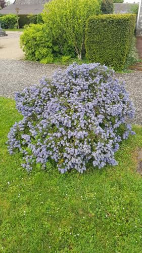 Ceanothus thrysiflorus 'Repens' / Lilas de Californie rampant/Conteneur de 7 à 10 litres