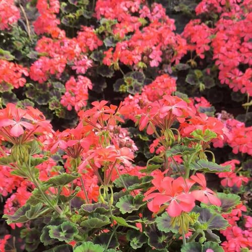 semillas de geranio, sombra geranios pelargonios colgantes de primavera, silvestres de para bancales 60pcs
