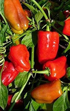 VISA STORE 10 graines de PEP383 cajun Belle (Sweet Poivron)