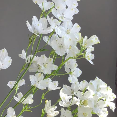 semi di delphinium - delphinium di semi delfinio Decorazioni autunnali per un giardino resistente da insoliti rampicanti, da giardino roccioso 160semi