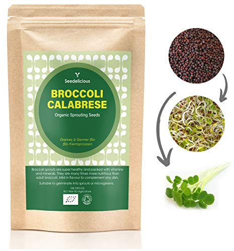 Verdant Republic Organic Broccoli Calabrese Sprouting Seeds 250g/500g/1kg | Non-GMO, Rich in Nutrients | Easy to Sprout in 5 Days| High Germination into Microgreens in 10 Days (250g)
