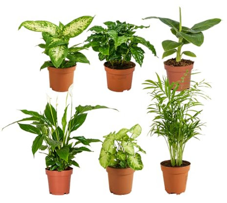 Bloomique – Lot de 6 – Mélange de plantes vertes – Bananier, Caféier, Syngonium, Chamaedorea, Spathiphyllum, Dieffenbachia – 20-40 cm de haut – Pot 12 cm