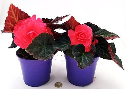 POWERS TO FLOWERS - BEGONIA TUBEROSA ROSA INTENSO, 2 PIANTE, VASO 12CM DIAMETRO, piante vere