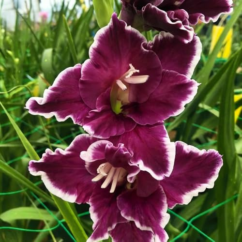 bulbi di gladioli giardino rocce interni letto elevato balcone letti elevati decorazione bulbi resistenti all'inverno 13pcs