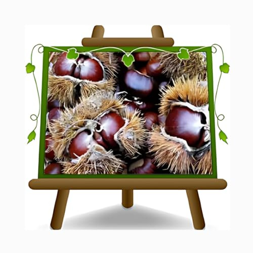 EURO PLANTS VIVAI Marroni Varietà Marradi - Pianta da Frutto su Vaso ø 15 cm - Altezza 100-120 cm - Età 2 Anni