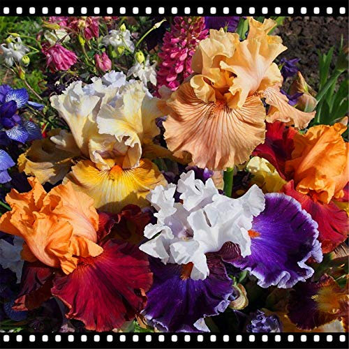Dea Arcobaleno,Decorazione Domestica,issimi Fiori Recisi,Bulbi da fiore,Lampadine Iris,Decorazione del balcone-10 Bulbi