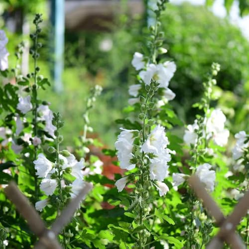 semi di malvarosa perenne - malvarosa, decorativi, resistenti all'esterno di comprano, decorazioni, 450pcs