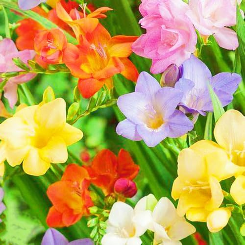 Bulbos De Fresia-Fresia Planta,Fresia Flores,Bulbos De Flores Fresias,Fresia Bulbos,Planta Fuerte,ExóTicas-3bulbos-d