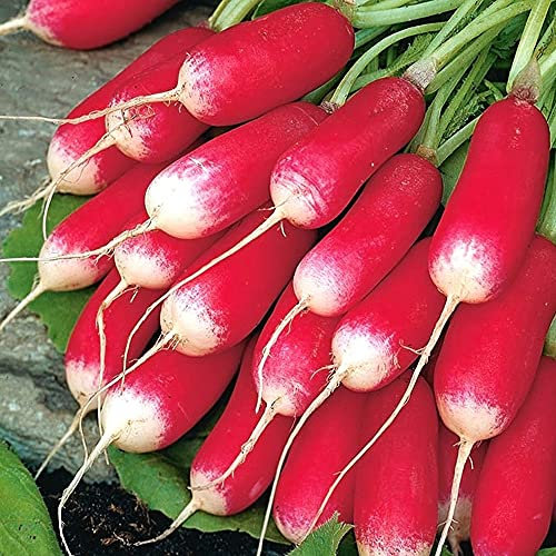 Radish French Breakfast 3 Seeds – Pack of 200 Seeds – SOW Direct INTO Your Garden – Cylindrical Roots Rosy Red/White Tip – Ready to Harvest in 4-6 Weeks – for Your Kitchen Garden