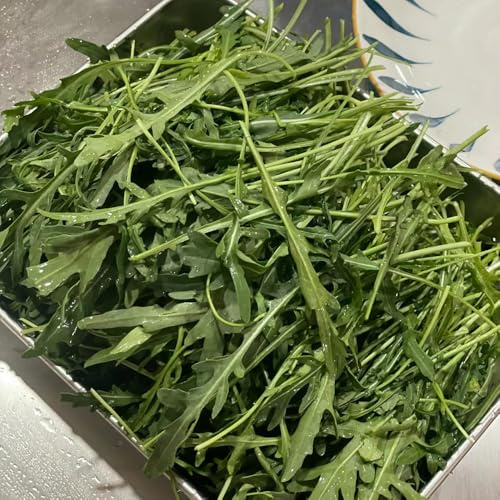 semi di rucola, giardino sul balcone biologico roccioso in vaso Aiuole rialzate per il orticole rara decorazione 500pcs
