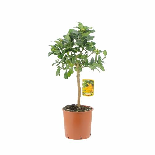 Kentis - Buddhas Hand Citrus - Utomhus fruktträd - Äkta citrusplantor för balkong och terrass - H 70-80 cm Kruka Ø 20 cm