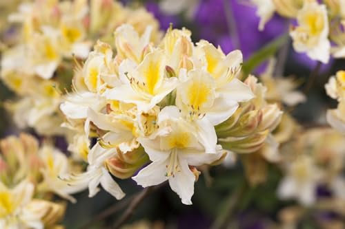 Rhododendron luteum 'Daviesii' 80-100 cm – Winterhart, Mehrjährig, Pflegeleicht – Azalee – Zierstrauch für Garten & Beet