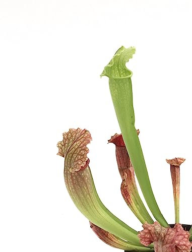 Sarracenia Planta Natural: Planta Carnívora Viva para la Decoración de Interiores