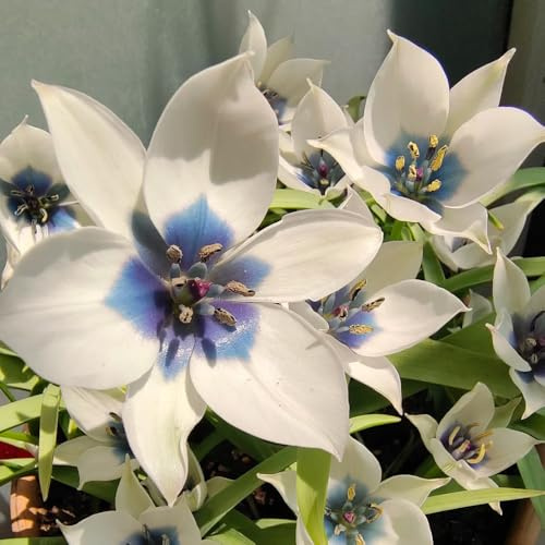 Bulbi di tulipano resistenti per giardini rocciosi ornamentali del per i luoghi soleggiati tappezzanti in vaso d'appartamento esotiche 2pcs