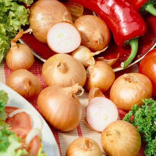 Schalottenlökar - Mildt Kryddad Grönsaks Lök - Lökar av Hög Kvalitet från Holland - Lökstorlek 14-21 Mm - 500 G - Ingen Frö - Red Sol