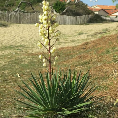 Pianta vera di Yucca filamentosa - Diametro Vaso Ø 19 cm