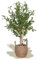 Maia Shop Plantas Artificiales Decorativas - Olivo Artificial 105 cm con Tronco Natural, Arbol Artificial, Planta Artificial Realista, Decoración Hogar