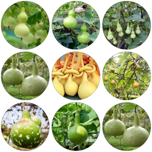 semillas de Lagenaria siceraria - Calabaza de botella jardín interior perennes para reverdecer techos cocina decorativas bonsái 120pcs
