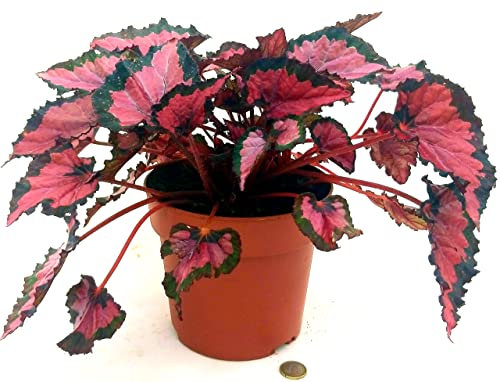 POWERS TO FLOWERS - BEGONIA REX RED ROBIN, pianta vera