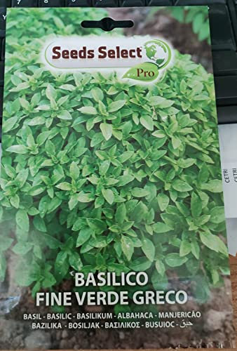 SEMI SEMENTI DI BASILICO FINE VERDE GRECO IN BUSTINA