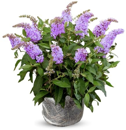 Butterfly Bush Live Plant 4-8 Inches, Fragrant Butterfly Bush Flowering Shrub Well Rooted, Outdoor Garden Planting (Purple Blue)