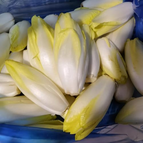 Semillas de achicoria perenne, orgánicas de achicoria resistentes al invierno, 300pcs