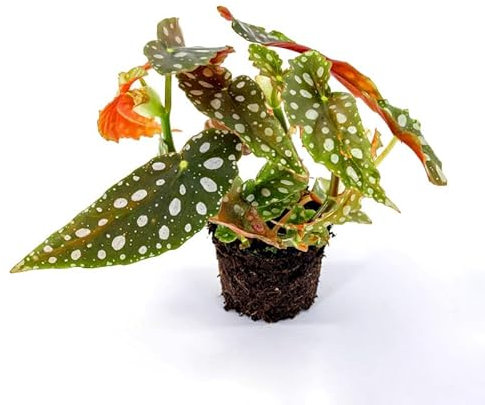 Begonia Maculata Natural Planta de Interior y Exterior - Riego Moderado