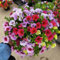 350 pcs zauberglöckchen calibrachoa samen, balkonpflanzen winterhart mehrjährig, winterharte stauden für pralle sonne (Calibrachoa elegans) blumen für balkon, bio saatgut schnittblumen