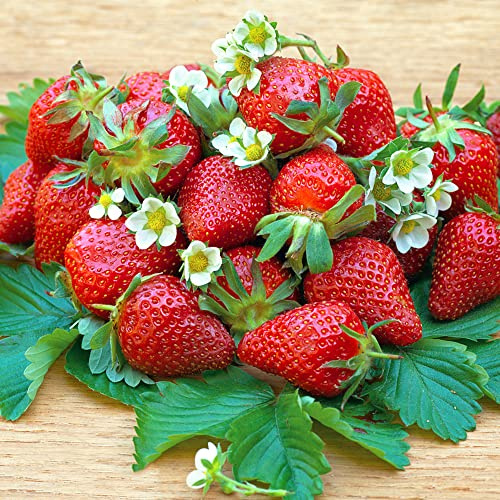 fresas semillas de fresa de jardín rocas fresa jardín perennes resistentes Setos, arbustos, decoración sala estar. Semillas 900Semillas