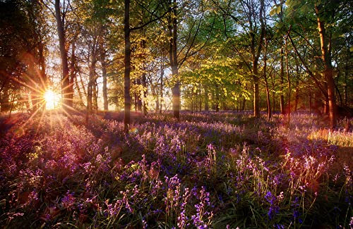 BLUMEN Fototapete VLIES-500x280 cm (5603A)-Natur Landschaft Lavendel Wald Nebel Bäume Fotokunst Wandtapete-Inkl. Kleister-Vliestapete Bild Dekoration Wand-Dekor Moderne Motiv-Tapete Panorama Poster