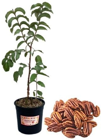 P. Piantine da Orto | Noce Pecan - Carya Illinoinensis, Vaso Diametro 14 cm, Pianta Pronta per il Trapianto, Pianta Vera da Esterno, Frutti Esotici, Vivaio Italiano