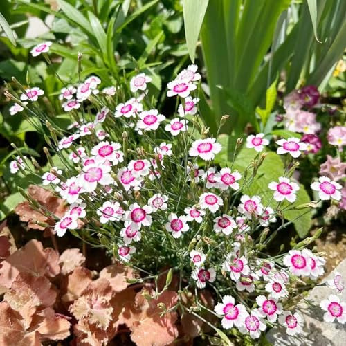 Semi di garofano - dianthus rampicanti, da giardino roccioso dolce Williamto decorativo per l'orto di semi Decorazioni da giardino per 35semi