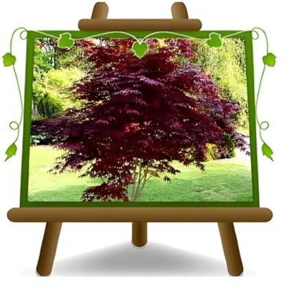 Arce Palmato Acer Palmatum Momiji Bloodgood Arbusto Plantas Ornamentales en maceta de 26 cm - altura 100-130 cm