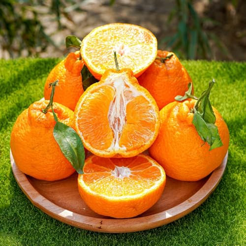 orangenbaum samen bio saatgut, alte sorten saatgut mandarinenbaum winterhart samen obst samen, gartendeko für draußen obst frisch, winterharte pflanzen für balkon baumsamen, pflanzen 35pcs