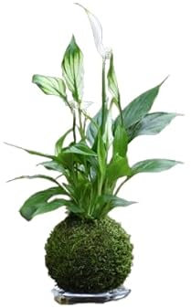 Flor Natural KOKEDAMA Artesanal DECOALIVE Planta Spathiphyllum en Bola de Musgo
