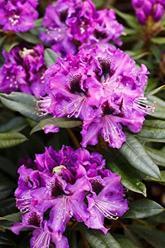 Rhododendron Hybr. 'Blaue Jungs' 30-40 cm - Rhododendron, blaue Blüten, Blütezeit Mai-Juni, ideal für Halbschatten, immergrün, winterhart