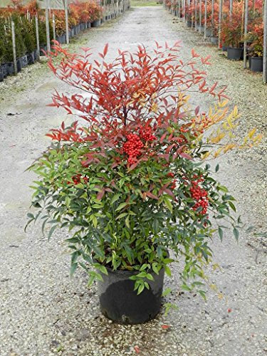 Nandina domestica Bambù Sacro pianta sempreverde in vaso ø26 cm h. 70/100 cm Vivaio di Castelletto