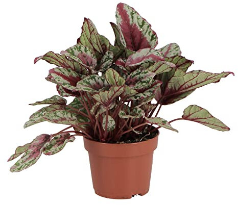 Kentis - Begonia Rex 'Maui Sunset' - Piante da Interni - Piante Vere - Altezza 25-30 cm e Vaso Ø 12 cm