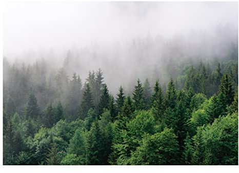 Fototapete Wald im Nebel grün Natur Bäume 150x105 cm - ink. Kleister - Vliestapete Wohnzimmer Schlafzimmer Flur Vlies Tapete Wandtapete UV-Beständig Montagefertig