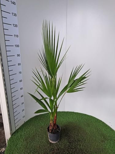 Washingtonia Robusta 90-110 cm – Mexikanische Fächerpalme für Garten & Terrasse – Robuste Pflanze im 2-3er Tuff – Ideal für Sonnige Standorte & Exotische Gestaltung