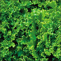 Lettuce Tango 5,000 Seeds