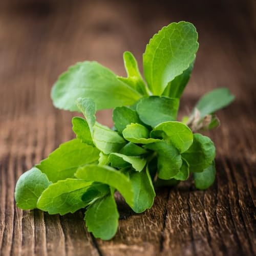 semillas de stevia, productos sustentables Stevia rebaudiana, resistentes semillas de jardín de 200pcs
