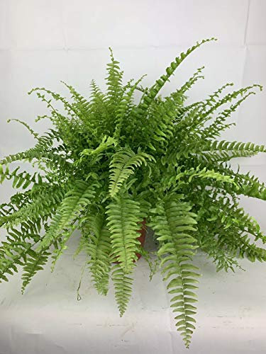 Planta de interior Nephrolepis Boston Fern para oficina y hogar, maceta de 17 cm, planta grande